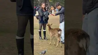 日本で一番幸せを感じられる時間🦌💕｜奈良公園の鹿 in Japan