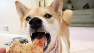 DOG EATS MY PIZZA! | Taste It Tuesday