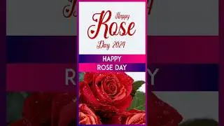 Rose Day 2024 Wishes, Greetings, Images and Romantic Quotes To Mark the First Day of Valentine Week