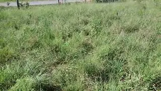 Rotational Grazing Management Effects After One Season