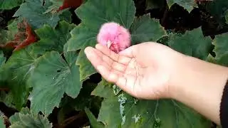 GUYS!! LET'S PLAY AND CATCH COLORFUL CHICKEN, FUNNY CHICKEN, LITTLE CHICKEN