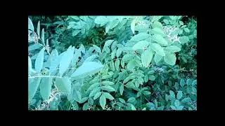 Лакрица Солодка голая Naked licorice bloom 裸甘草开花 Nacktes S&uuml;&szlig;holz bl&uuml;ht 裸の甘草が咲く أزهار عرق السوس عارية