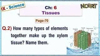 Ch:06 - Pg:70 - Q.2) How many types of elements together make up the xylem tissue? Name them.