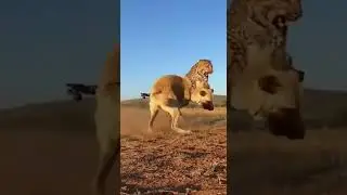 Powerful Kangal Dog Protects Territory from Leopard | Incredible Animal Encounter