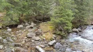 Mountain river wild nature forest hiking adventure in Pirin National Park in Bulgaria 