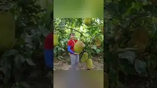 harvest jackfruit and goes to market sale #jackfruit#tropicalfruit#forageharvest