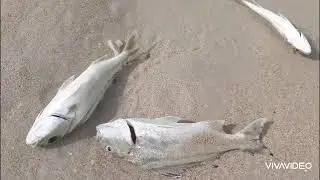 Tempat memancing ..pantai kosuhui tuhau kudat