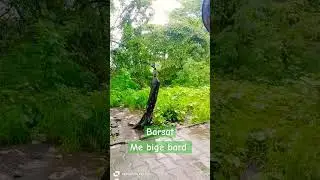 barsat ke mausam me bheege bird#youtubeshorts #shortsvideo #youtuber #nature #vlog #birds #viral