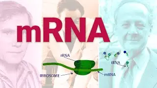 mRNA | Messenger RNA | Sydney Brenner, Fran&ccedil;ois Jacob and Matt Meselson