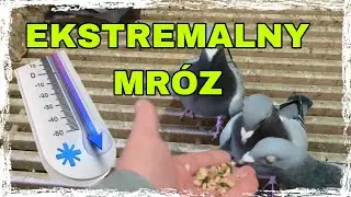 EKSTREMALNY MRÓZ w gołębniku! Czy moje asy to przetrwają?