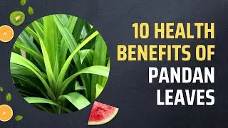 10 Health Benefits Of Pandan Leaves