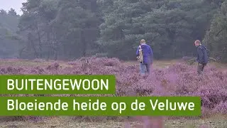 Bloeiende heide op de Veluwe | BuitenGewoon