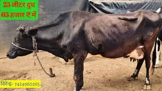 “22 लीटर दूध देने वाली ज़बरदस्त गाय 🐄 | डेयरी वालों के लिए सुनहरा मौका | Churu Rajasthan”