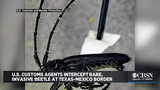 U.S. Customs Agents Intercept Rare, Invasive Beetle At Texas-Mexico Border