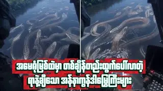 အမေဇုံမြစ်ထဲမှာ တစ်ချိန်တည်းထွက်ပေါ်လာတဲ့ ရာနဲ့ချီသော အန်နာကွန်ဒါမြွေကြီးများ