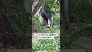 Unveiling the Mystery of the Giant Anteater: Introducing Amara!