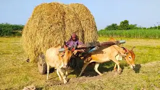 Bullockcart heavy load video | Bullockcart heavy racing video| cow videos | Bullock for sale | Bull