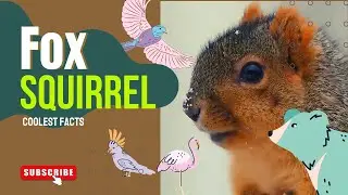 fox squirrel facts