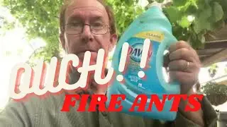Ant Bite Cure that Works