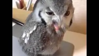 Screaming owl.