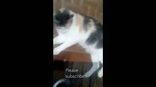 Adorable Swiper the cat swipes again, !!!