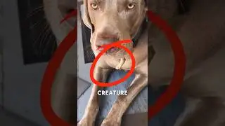 This Tiny Creature is Trapped in a Dog's Mouth - Shocking Reveal! #viralshorts