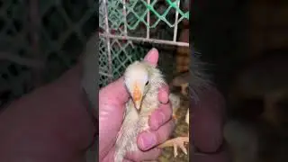 Попробуйте!