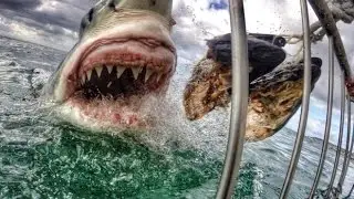Stunning great white shark image &lsquo;just luck&rsquo;