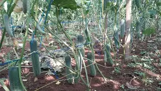 Perawatan Terbaru Mentimun Setelah 2 Kali Panen...