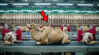 Inside the Camel Leather Factory &mdash; How Camel Hide Turns Into High-End Travel Bags | Complete Process