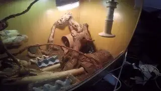 miniaturised dragon, actually ridge tail monitor