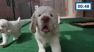Puppy Parade: 60 Seconds of Pure Joy