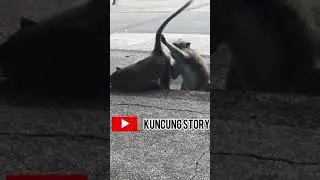 Monkey's unique behavior #shorts