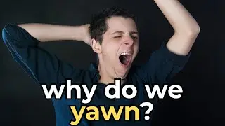 Why Do We Yawn? The Science Behind This Strange Habit