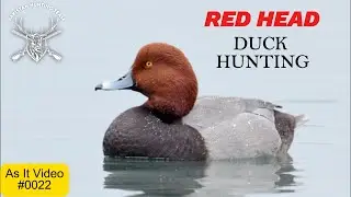 Duck Hunting | 22 Redhead Collect | As It Video # 022