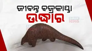 Odisha STF Rescues Live Pangolin, Arrests Three Wildlife Smugglers