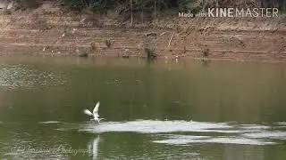 River Tern Diving and Fishing