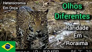 Rare Jaguar With Different Colored Eyes In Roraima, Brazil.