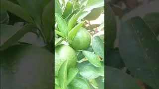 ORANGE Picking (Fruit Garden Harvest)