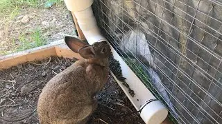 Best Rabbit Feeder
