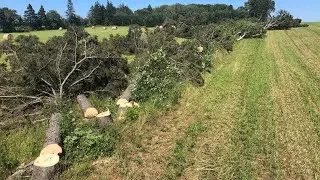 Day one dropping hedge trees for Diamond&rsquo;s Aug.3/2021