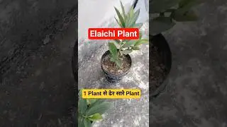 Elaichi plant at home , best elaichi plant , elaichi plant #plants #elaichi #shorts