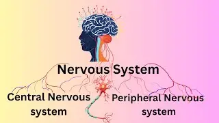 Human Nervous System &ndash; Central and Peripheral System Made Easy