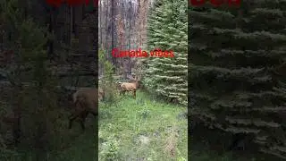 #canadavibes