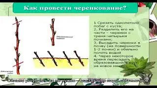 Как размножить липу черенками