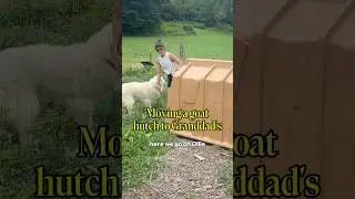Goat Drama: Shelter Edition