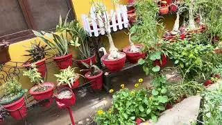 बिना देखभाल का गार्डन 🌱🌿☘️राधे राधे 🙏🙏