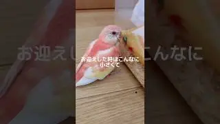 アキクサインコ、たった数ヶ月でここまで変わる！！#アキクサインコ #インコのいる暮らし #インコのいる生活 #インコ #インコの日常 #ペット動画