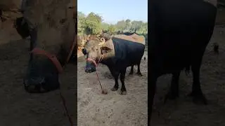 Massive Buffalo Roaring Sound 🐃 | Powerful Animal Voice #Shorts
