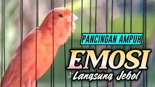 #100 Suara Burung KENARI Gacor Panjang Emosi Cuit Cuit Ngerol Cocok utk Masteran Murai Batu